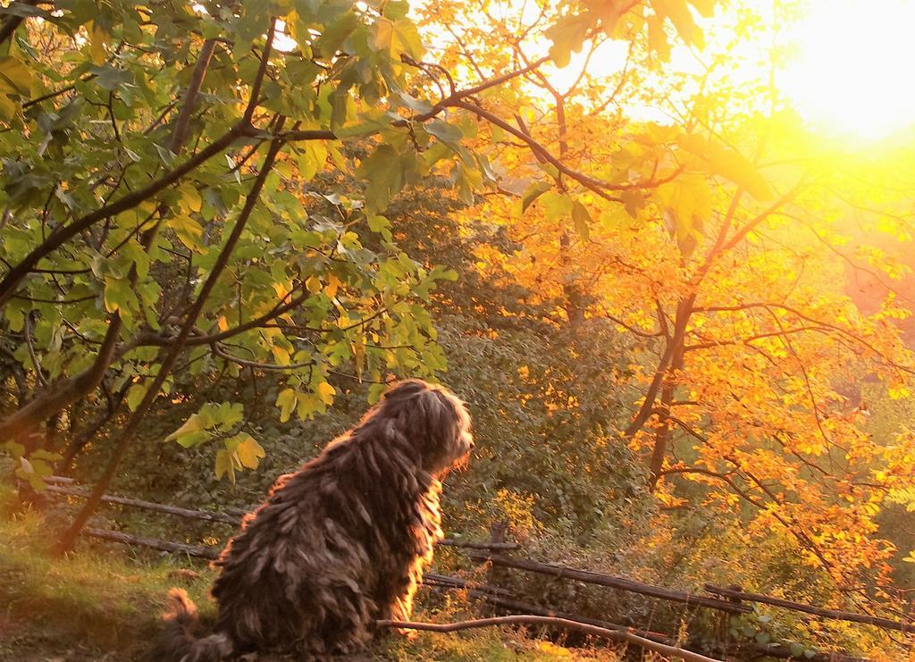 La Traversina Stazzano Kültér fotó